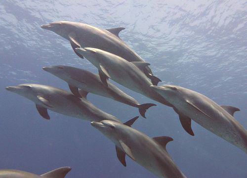 Ausflug zum Schnorcheln und Schwimmen mit Delfinen in Hurghada